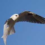 12SB0398 White-tailed Kite